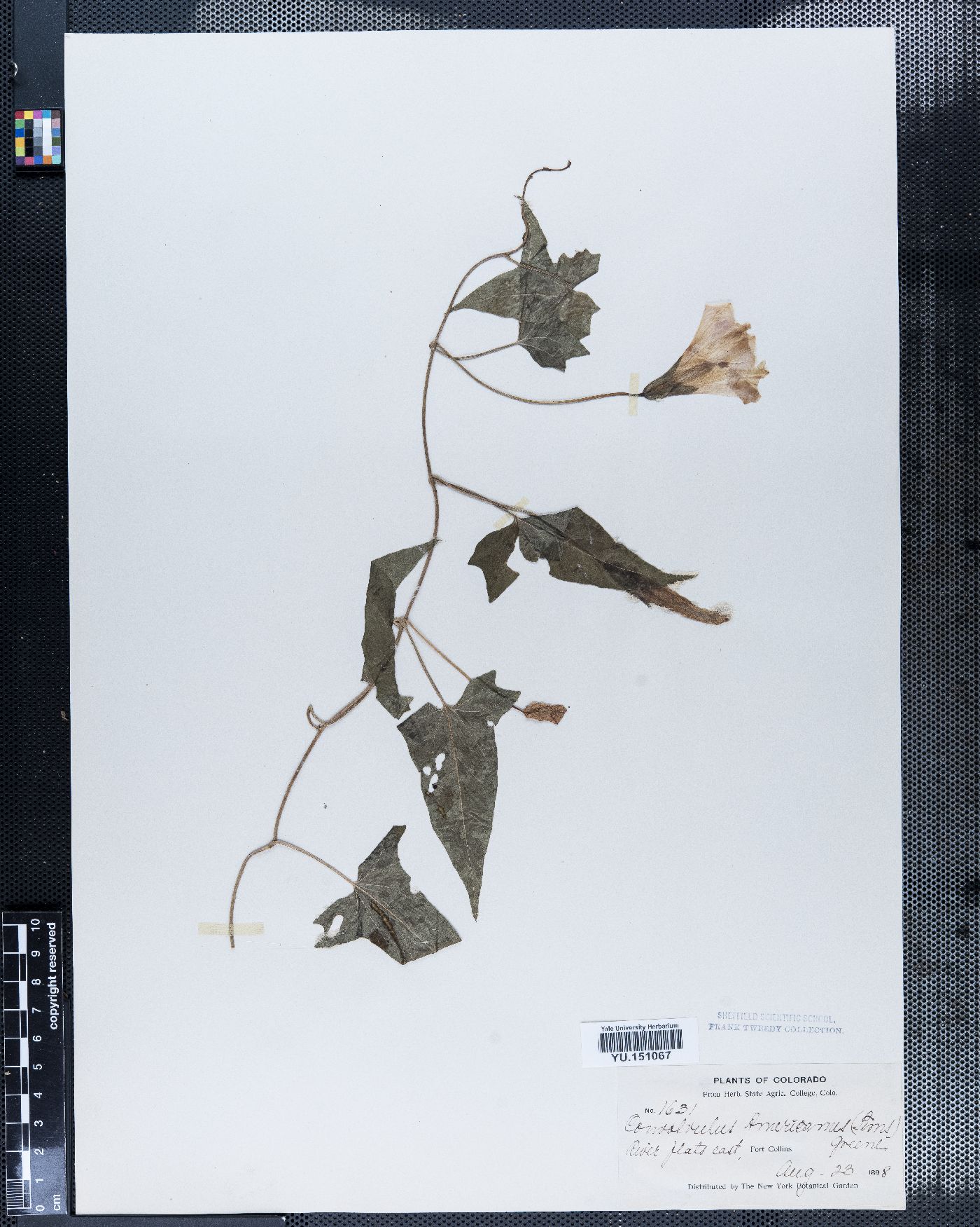 Convolvulus americanus image