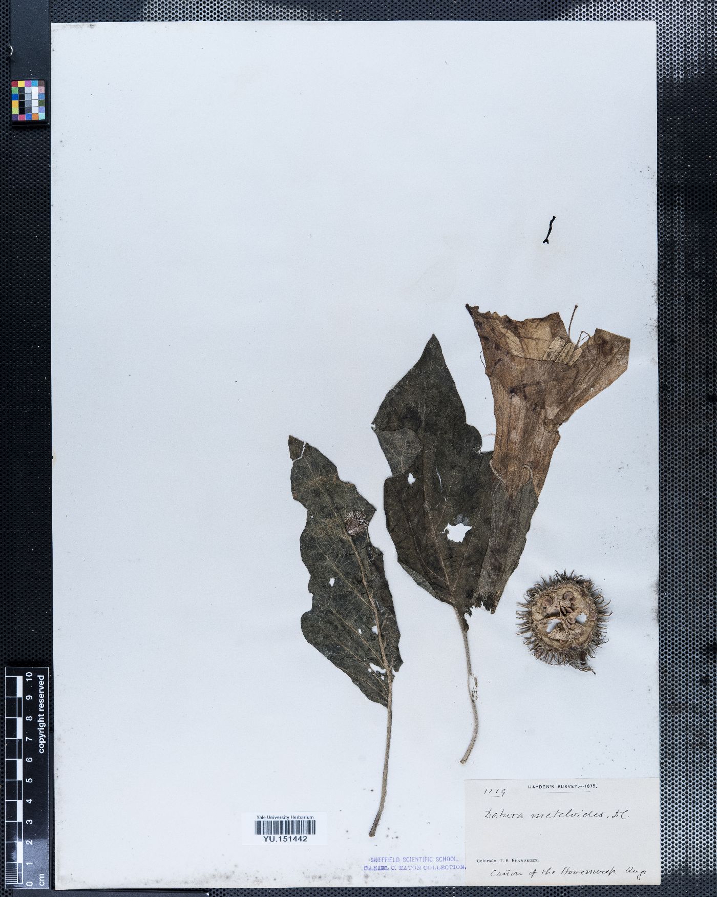 Datura meteloides image