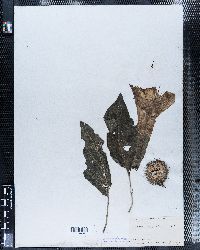 Datura meteloides image