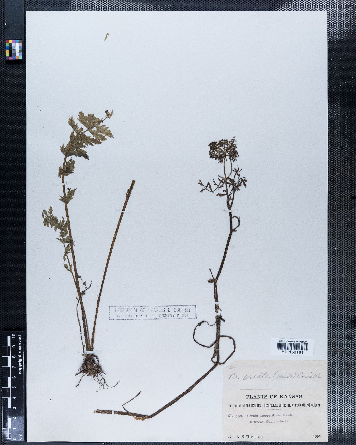 Berula angustifolia image