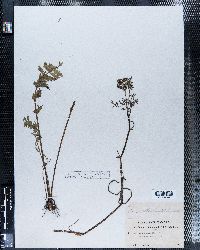 Image of Berula angustifolia