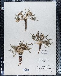Musineon trachyspermum image