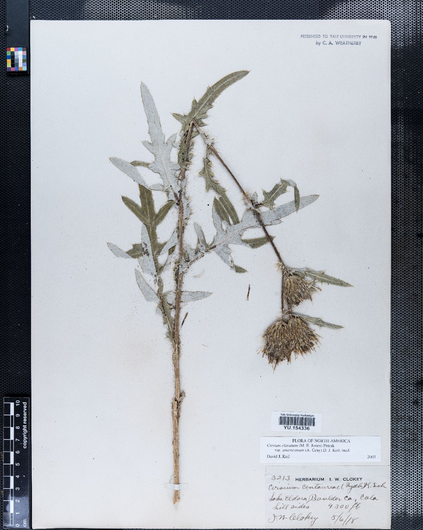 Cirsium clavatum image