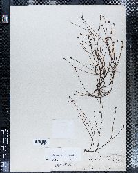 Krigia cespitosa var. gracilis image