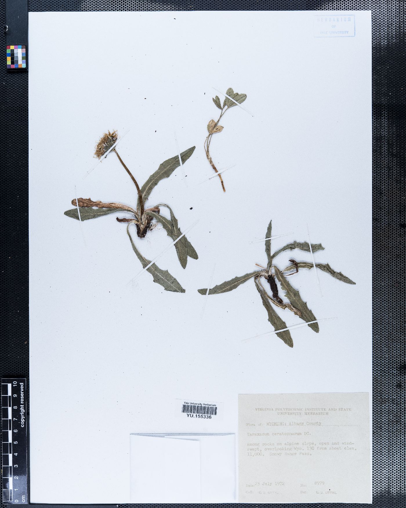Taraxacum ceratophorum image
