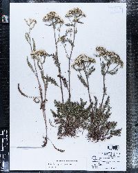 Achillea millefolium subsp. millefolium image