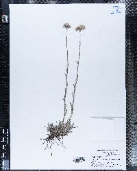 Antennaria rosea image