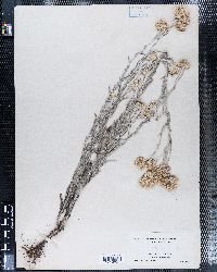 Antennaria speciosa image