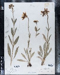 Arnica angustifolia image