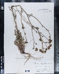 Hymenothrix dissecta image