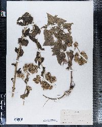 Image of Calacanthus grandiflorus
