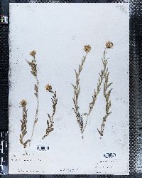 Brickellia oblongifolia image