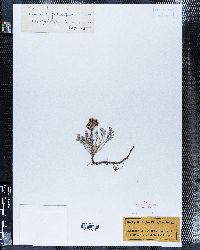 Chaenactis achilleifolia image