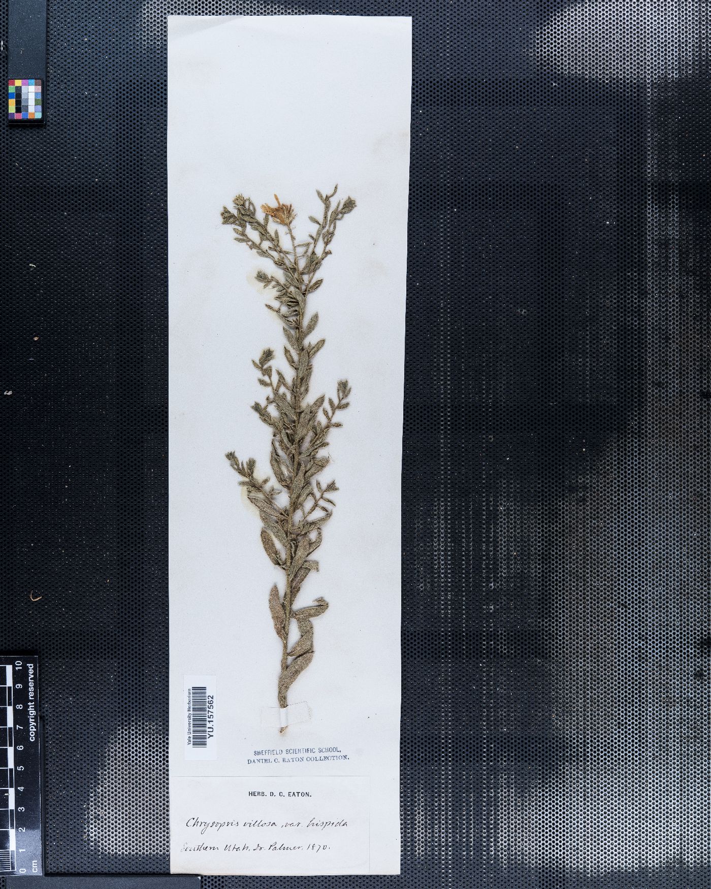 Heterotheca villosa var. villosa image