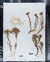 Linosyris viscidiflora image