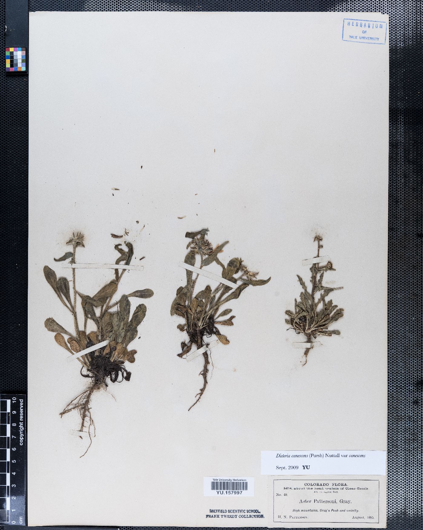 Dieteria bigelovii var. bigelovii image