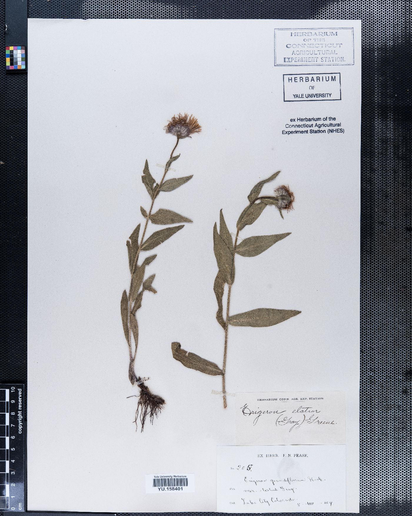 Erigeron elatior image