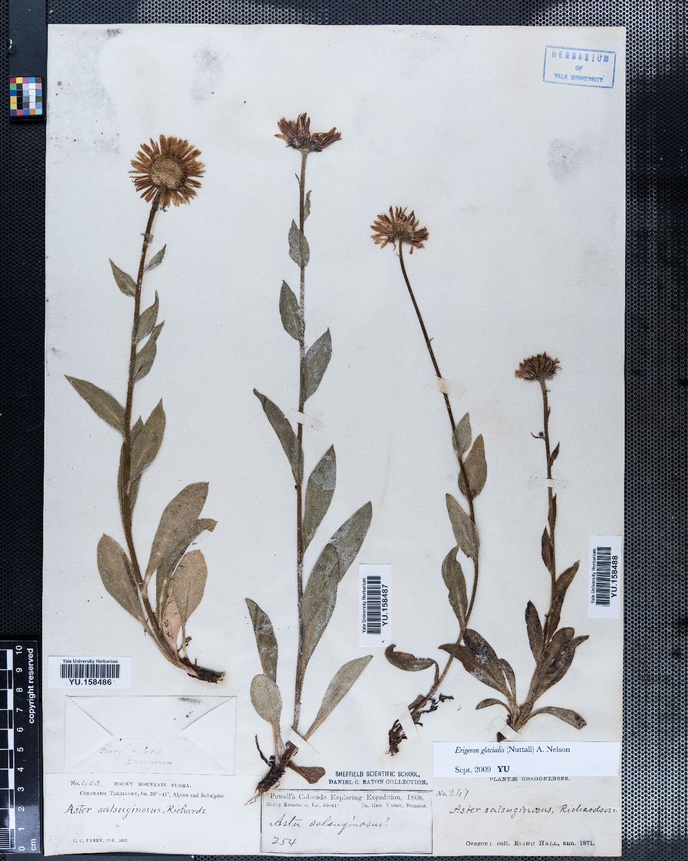 Eurybia sibirica subsp. sibirica image