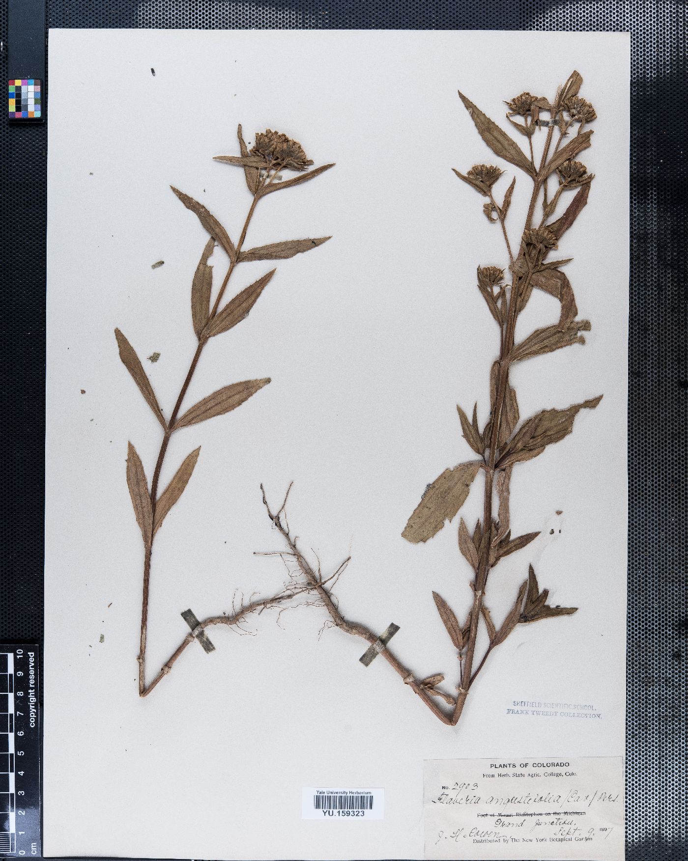 Flaveria angustifolia image