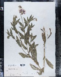 Image of Gaillardia picta