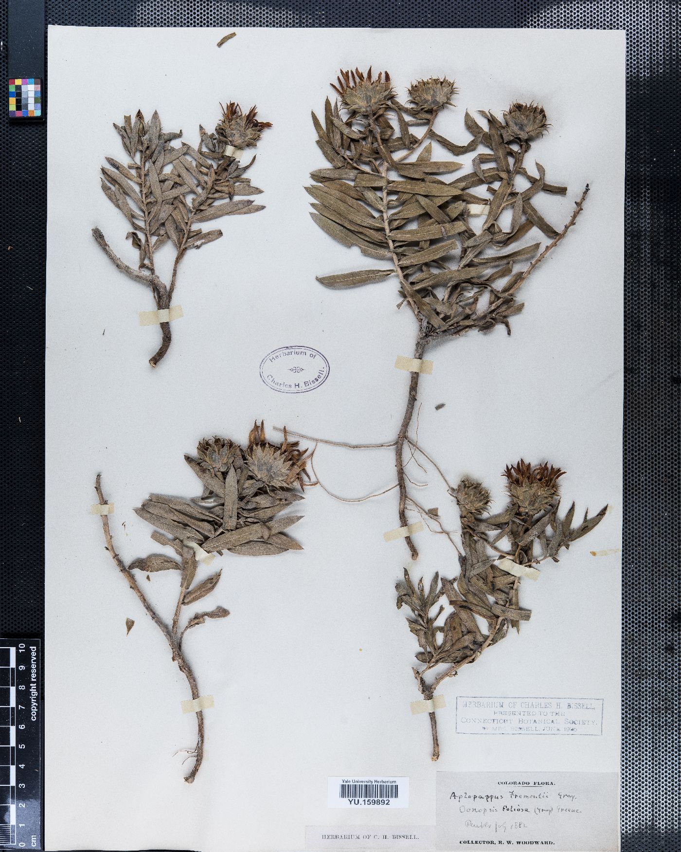 Oonopsis foliosa image
