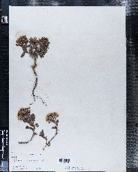 Rayjacksonia phyllocephala image
