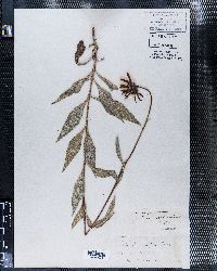 Helianthus rigidus image