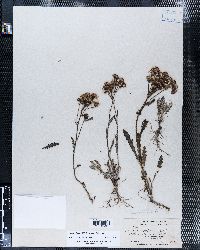 Senecio rosulatus image