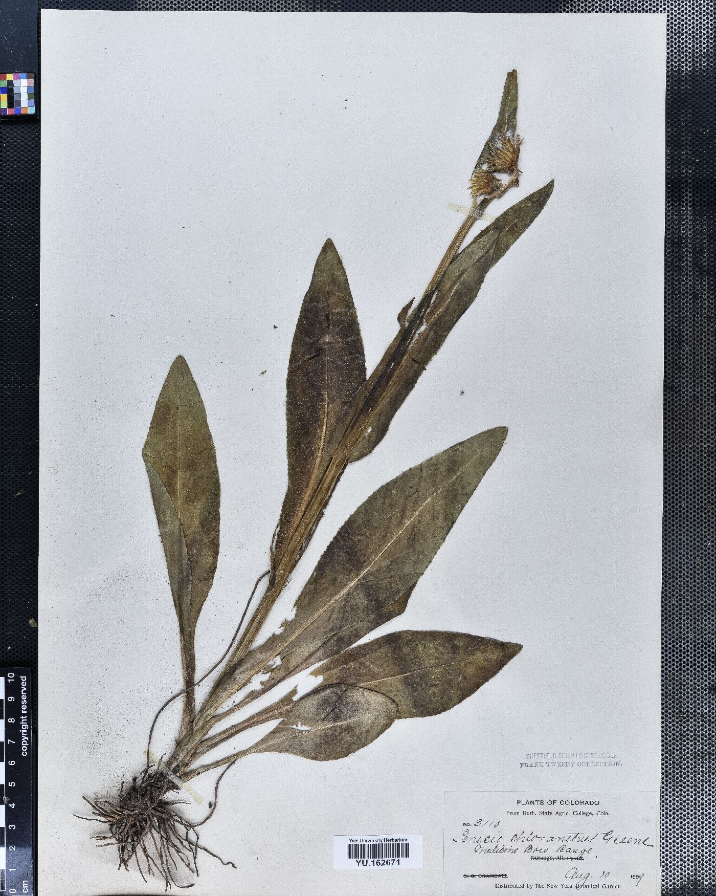 Senecio chloranthus image