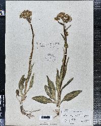 Senecio lugens image