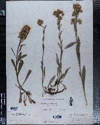 Solidago multiradiata image