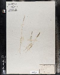 Agrostis rupestris image