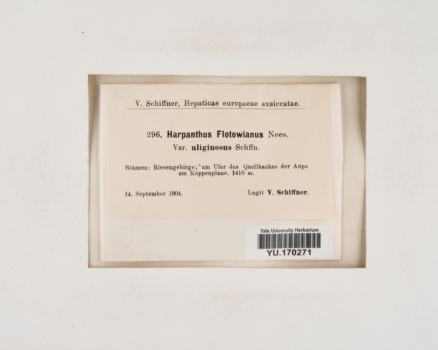 Harpanthus flotovianus image
