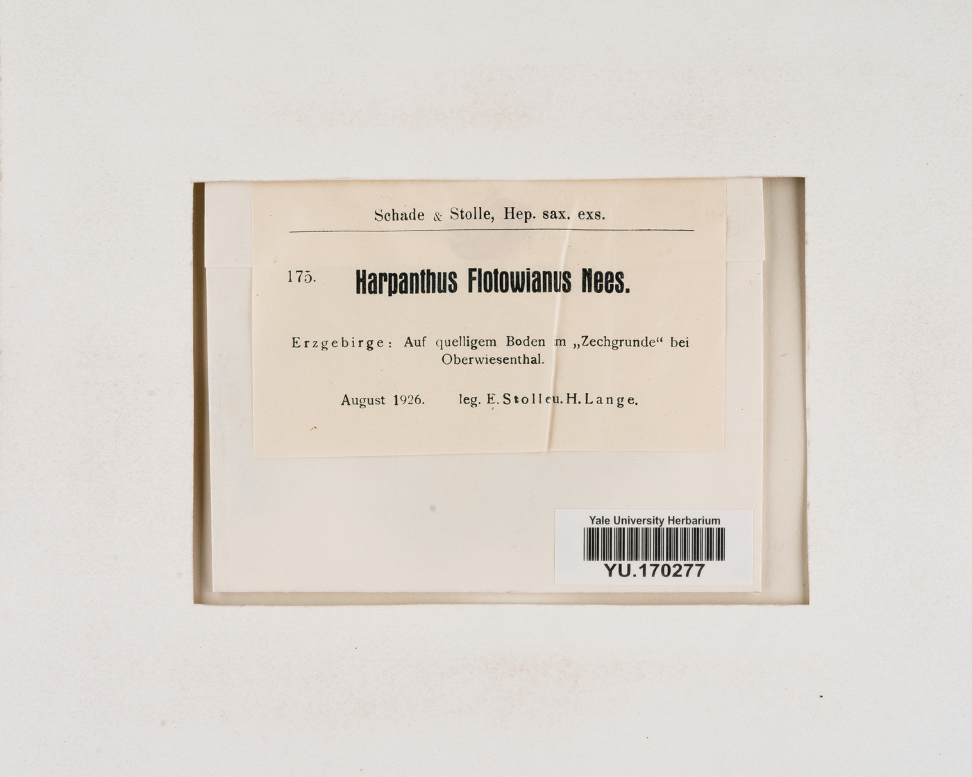 Harpanthus flotovianus image