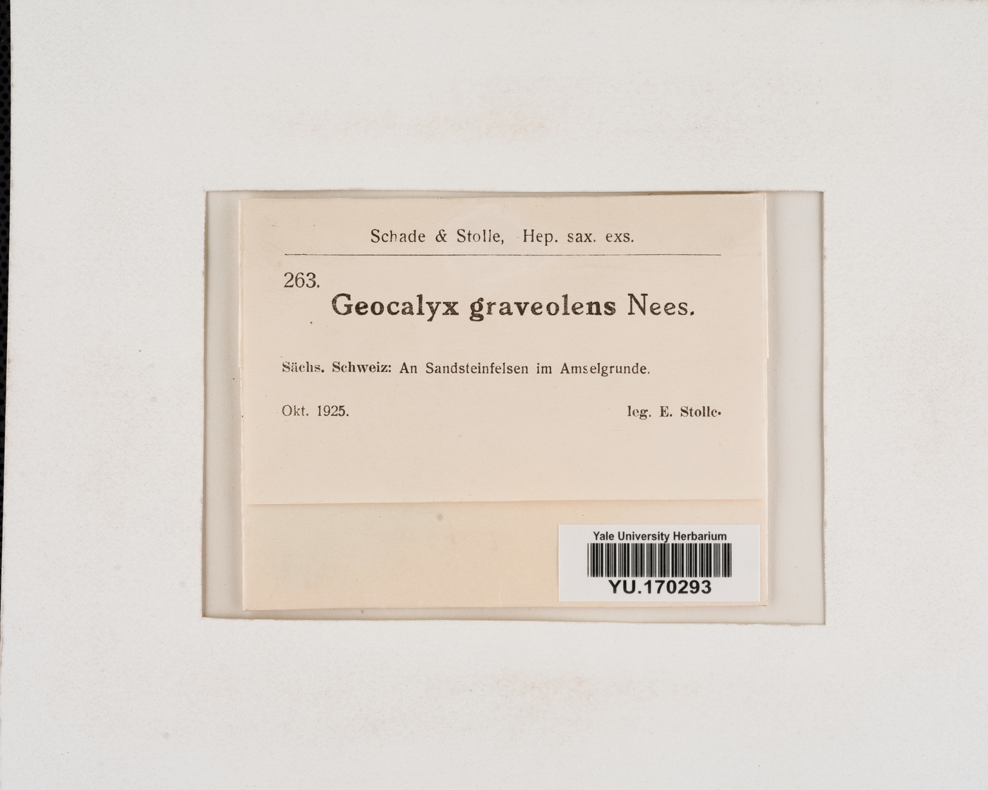 Geocalyx graveolens image