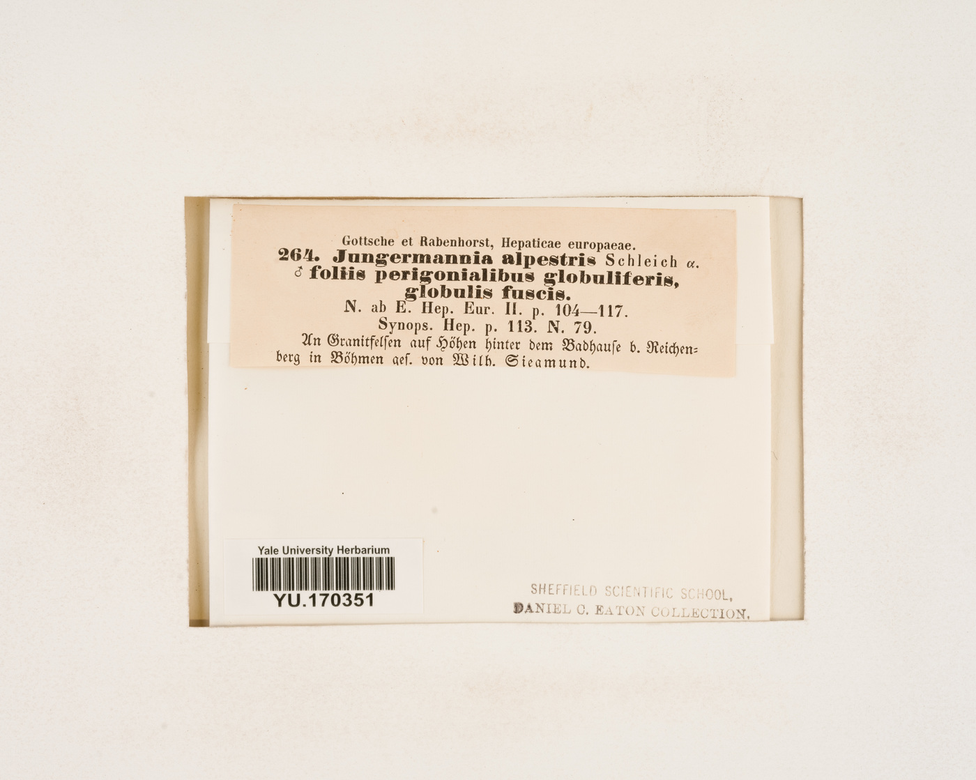 Mesoptychia badensis image