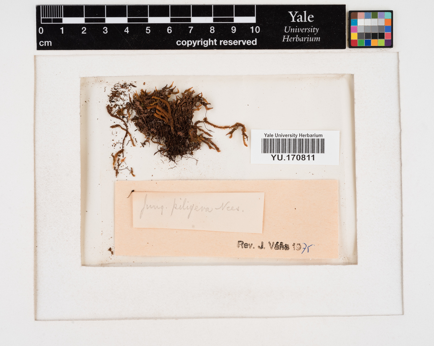 Anastrophyllum piligerum image