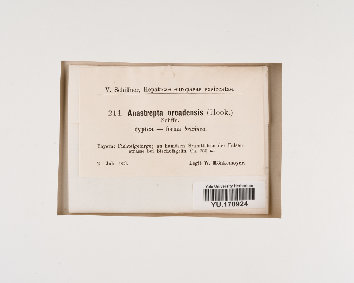 Anastrepta orcadensis image