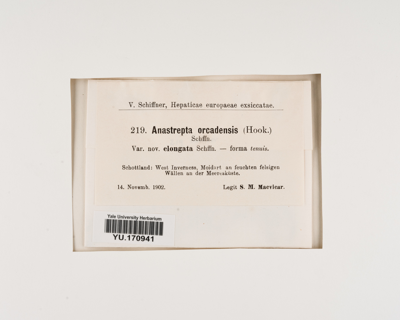 Anastrepta orcadensis image