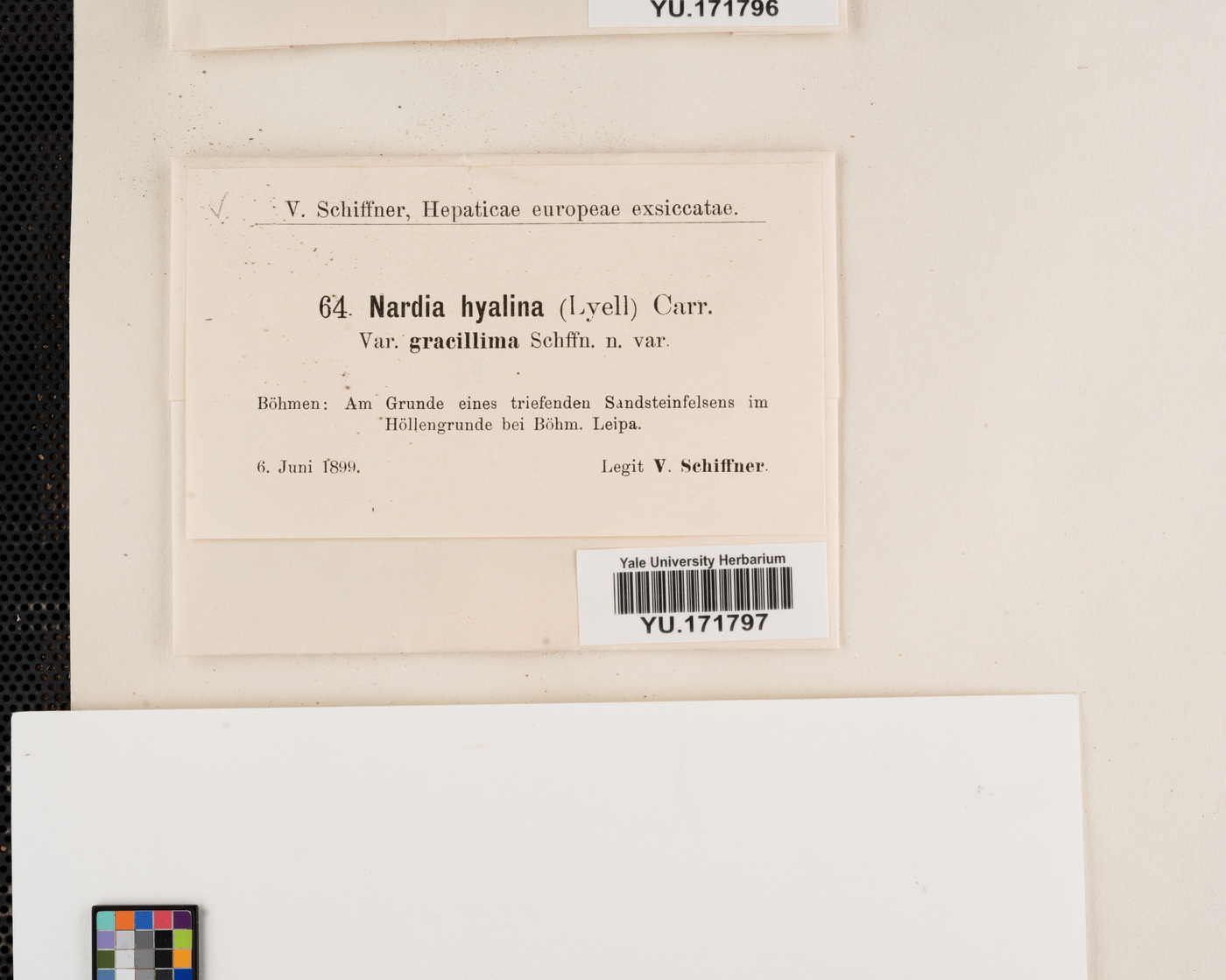 Solenostoma hyalinum image