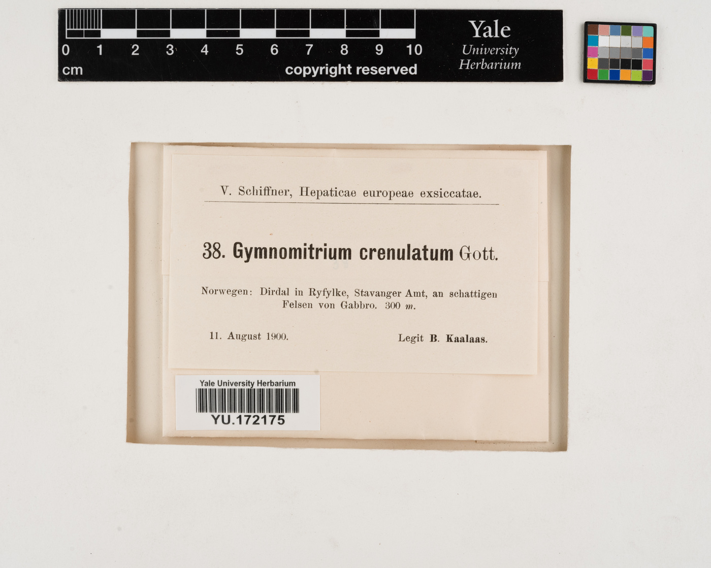 Gymnomitrion crenulatum image