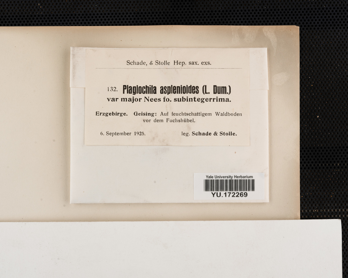 Plagiochila asplenioides image