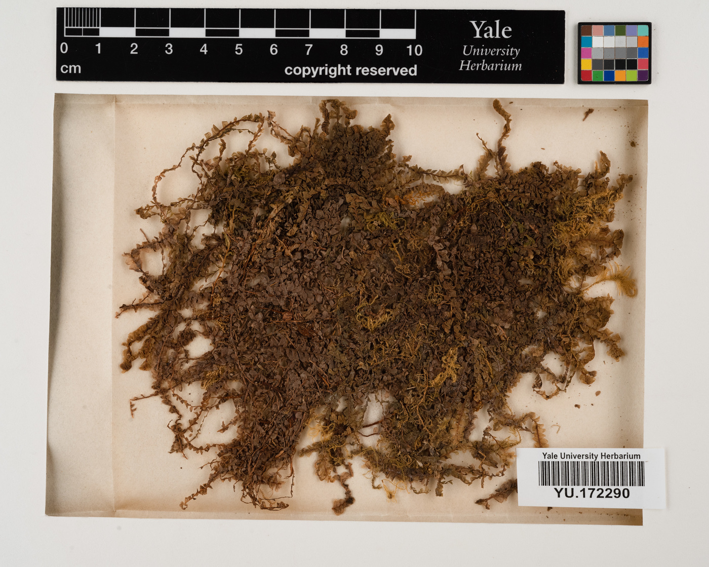 Plagiochila asplenioides image