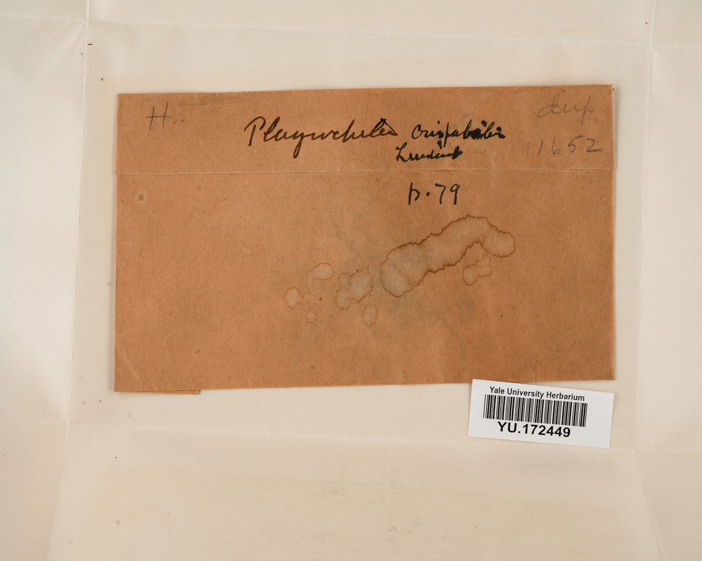 Plagiochila crispabilis image