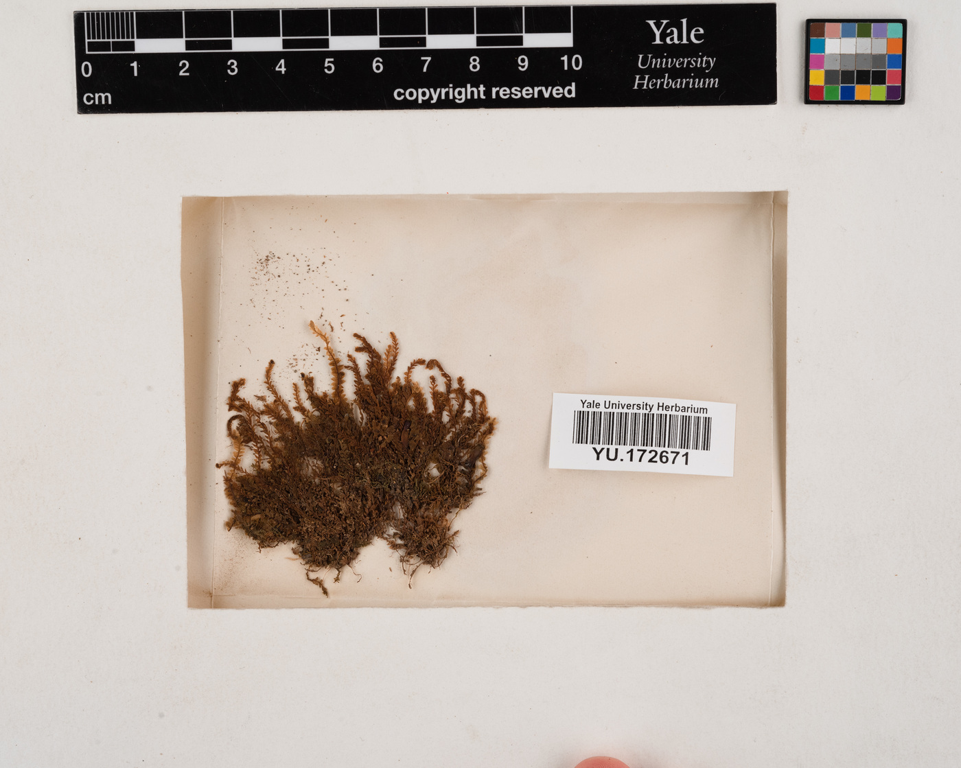 Plagiochila ovalifolia image
