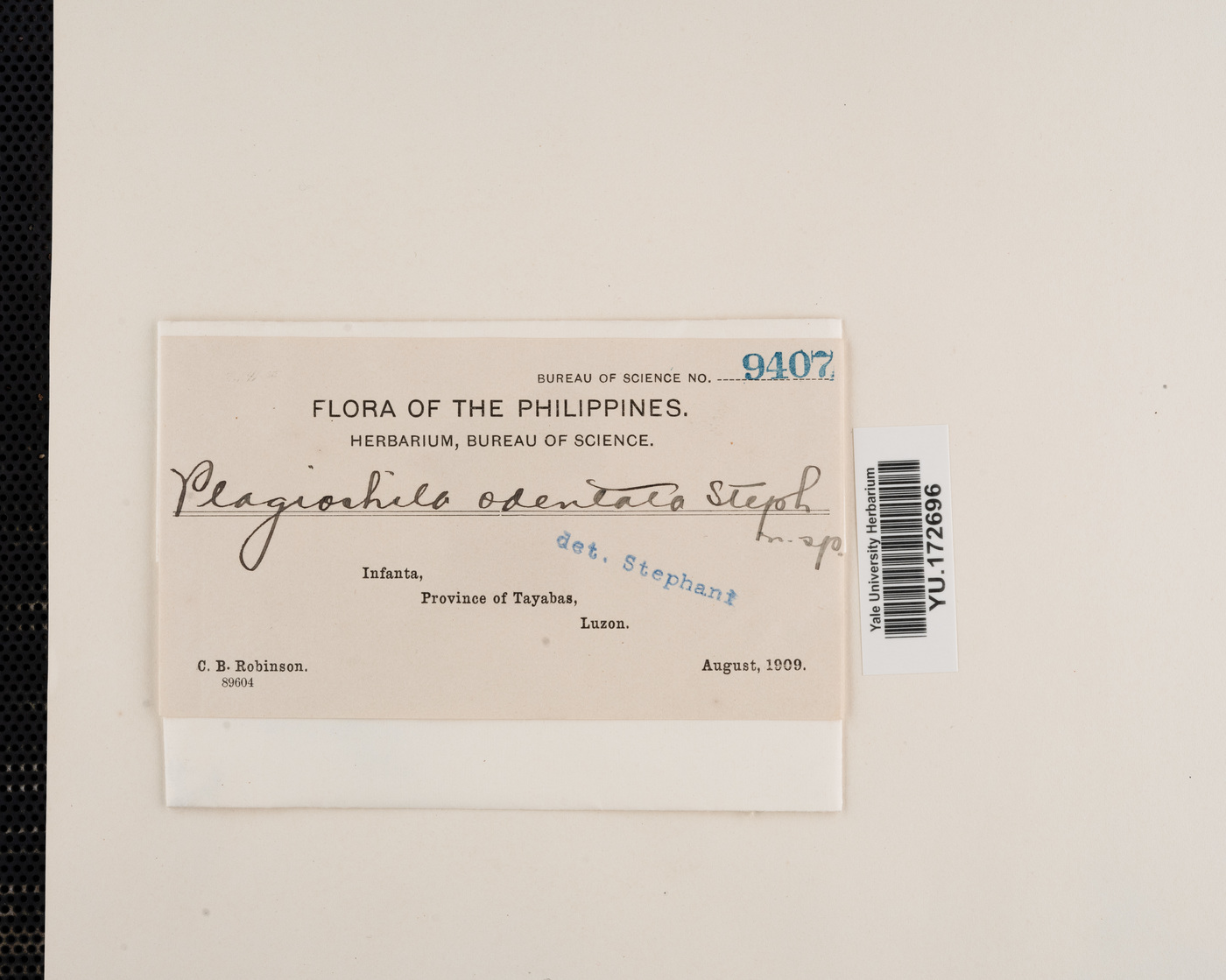 Plagiochila ovalifolia image