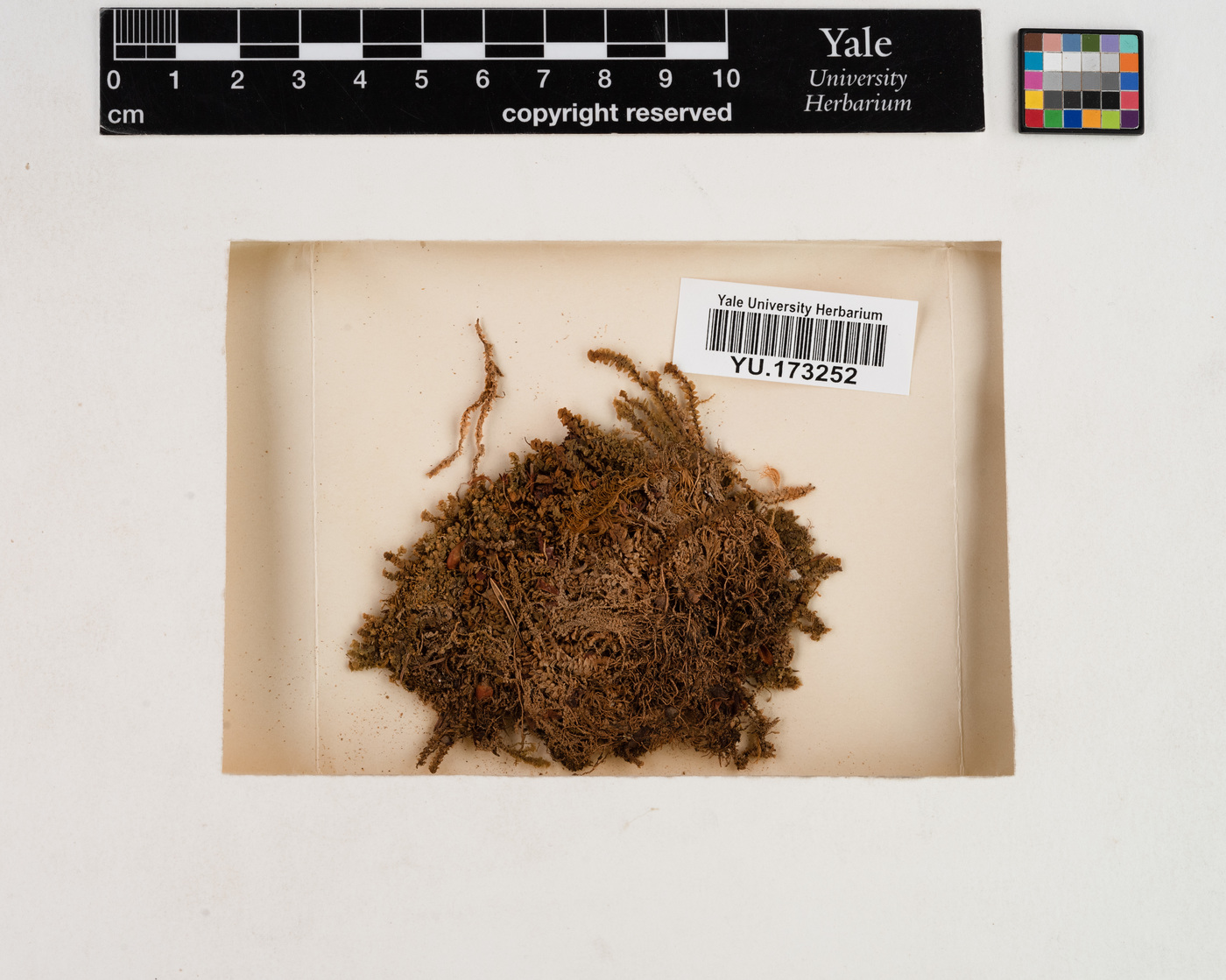 Scapania gracilis image