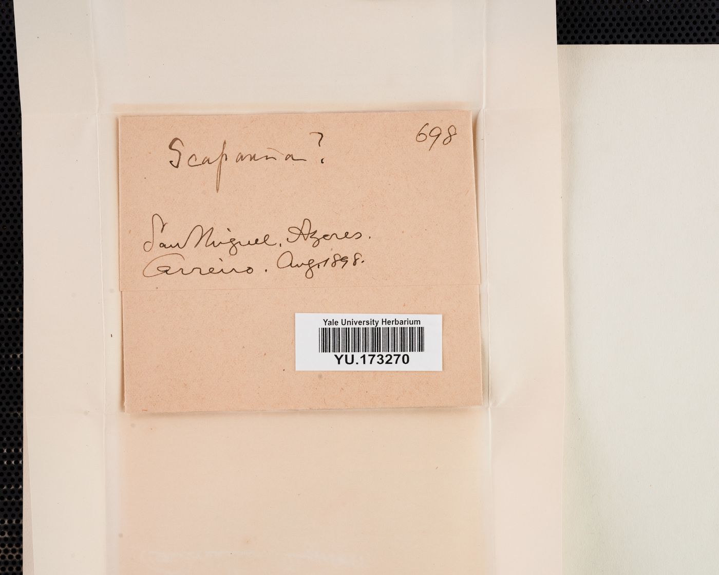 Scapania gracilis image