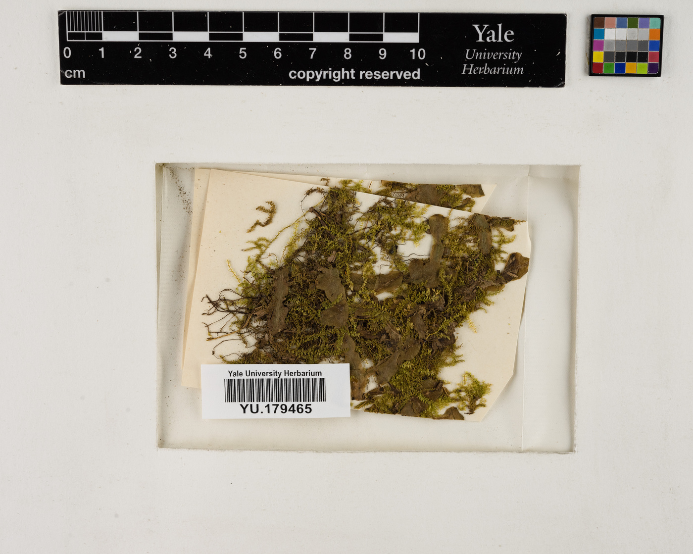 Conocephalum conicum image