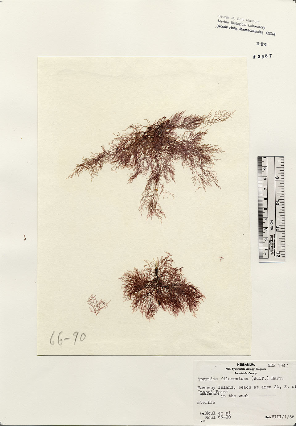 Spyridiaceae image